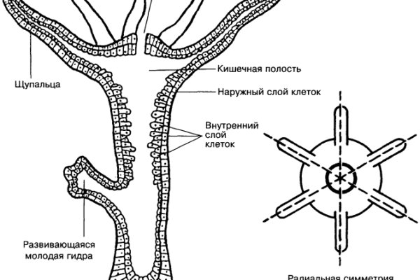 Что с кракеном сайт на сегодня